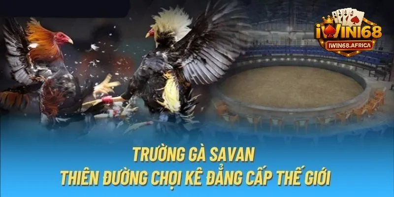 Khám phá trường gà savan có gì đặc biệt