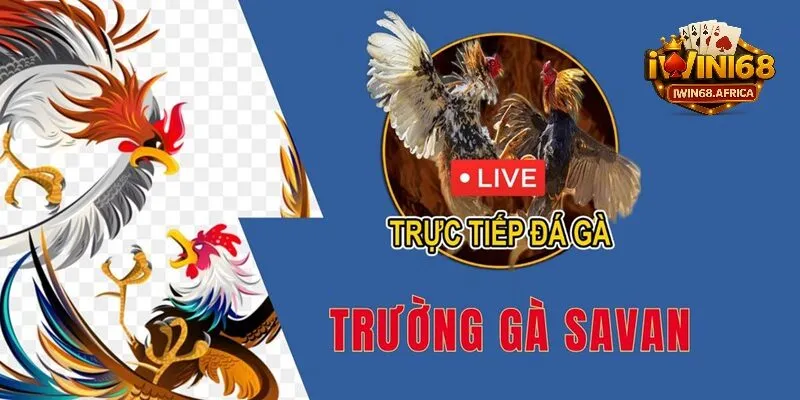Mẹo chọn gà chiến hiệu quả tại trường gà savan
